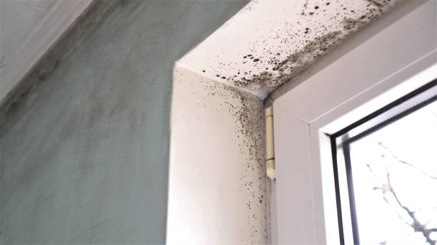 Trusted Sioux Falls, SD Mold Removal Experts