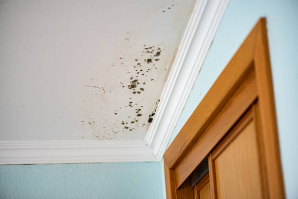 Best Toxic Mold Removal  in Sioux Falls, SD