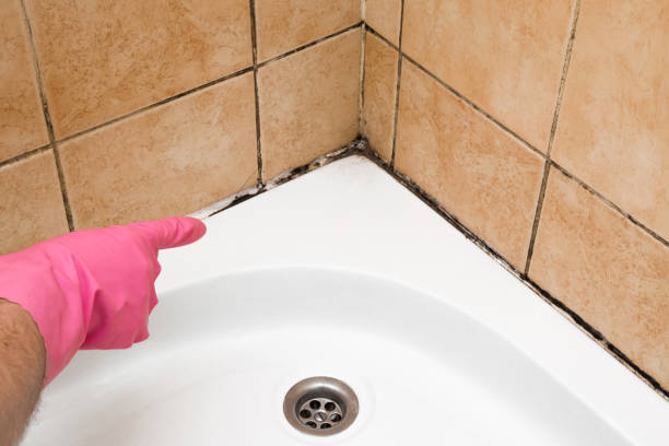 Best Affordable Mold Removal  in Sioux Falls, SD